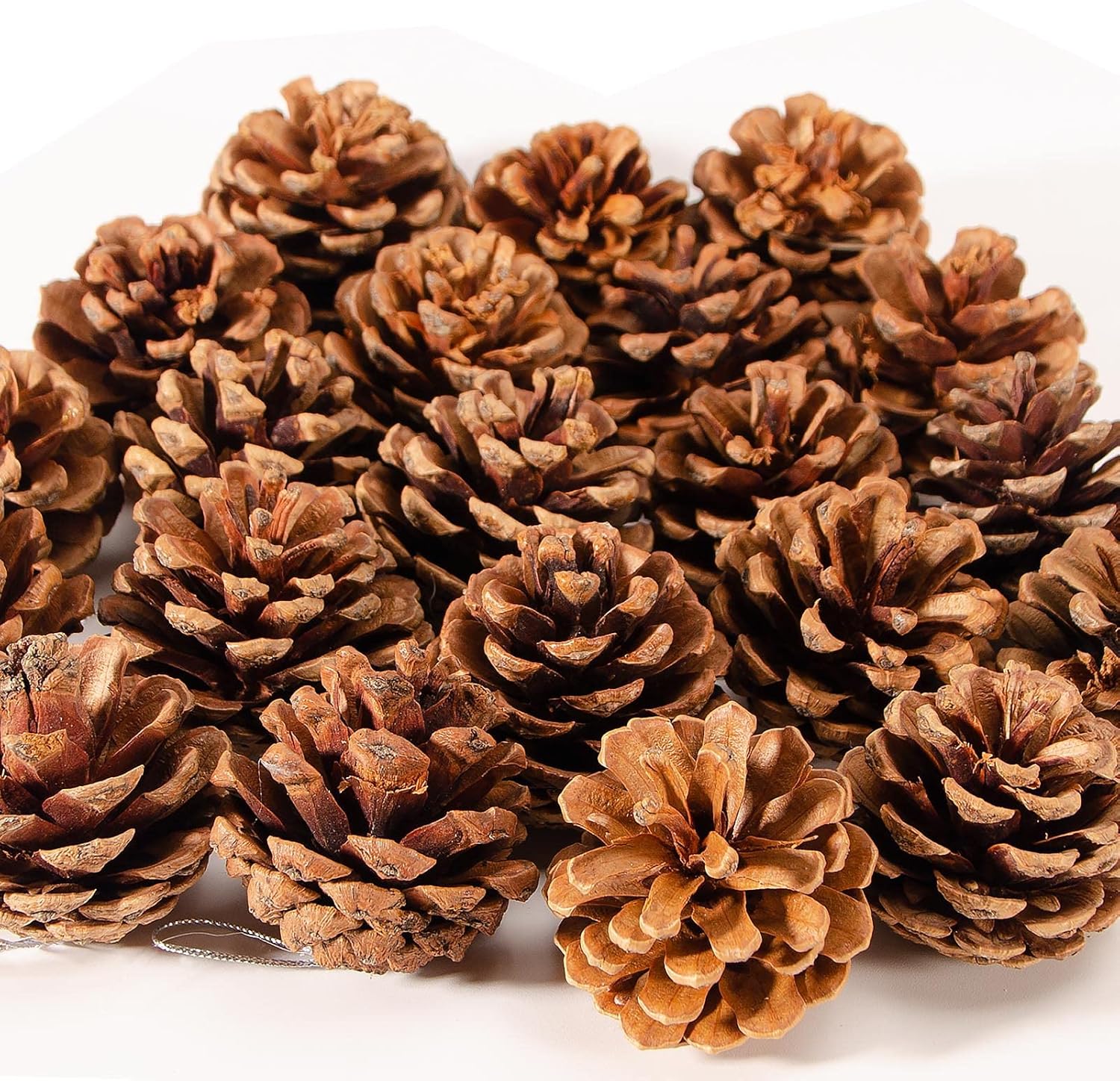 24PC Pinecones
